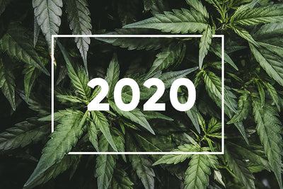 2020 - A Year in Review with RCU - Responsible Cannabis Use